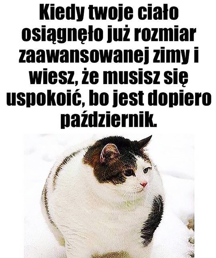 Gruby kot wita w październiku